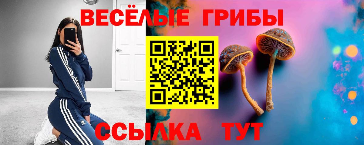 Псилоцибиновые грибы Cubensis Осинники
